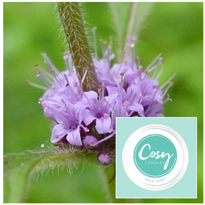 Wild Mint scented soy wax melts