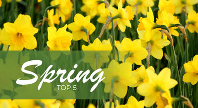 5 Wax Melts to put a "SPRING" in your step!